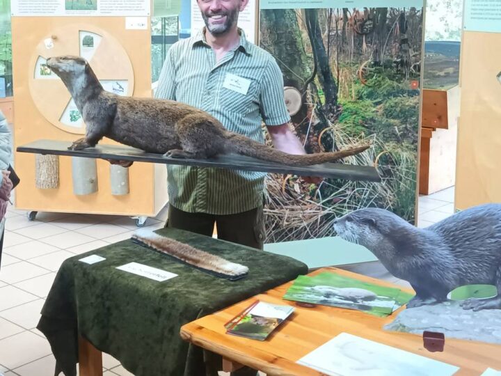 Tier galt 80 Jahre lang als ausgerottet: Der Fischotter ist in den Kreis Viersen zurückgekehrt