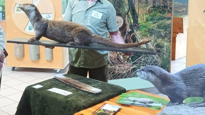 Tier galt 80 Jahre lang als ausgerottet: Der Fischotter ist in den Kreis Viersen zurückgekehrt