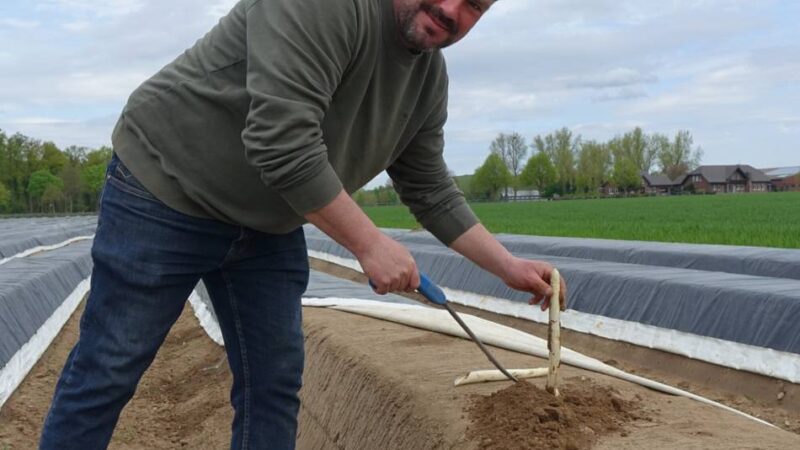 Verkäufe im Erkelenzer Land beginnen: So entwickeln sich die Spargelpreise