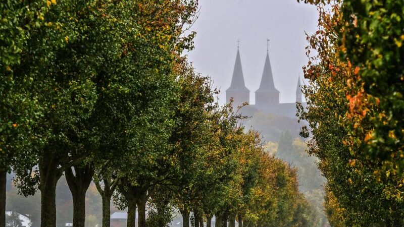 Mitmachaktion in Kleve: Stadt sucht den schönsten Baum im Stadtgebiet