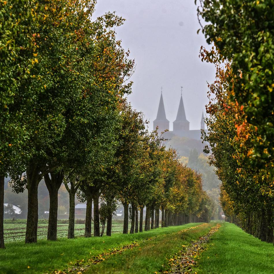 Mitmachaktion in Kleve: Stadt sucht den schönsten Baum im Stadtgebiet