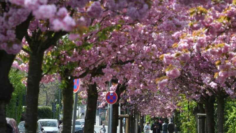 Kirschblüte ist in vollem Gange: Meerbusch blüht rosa
