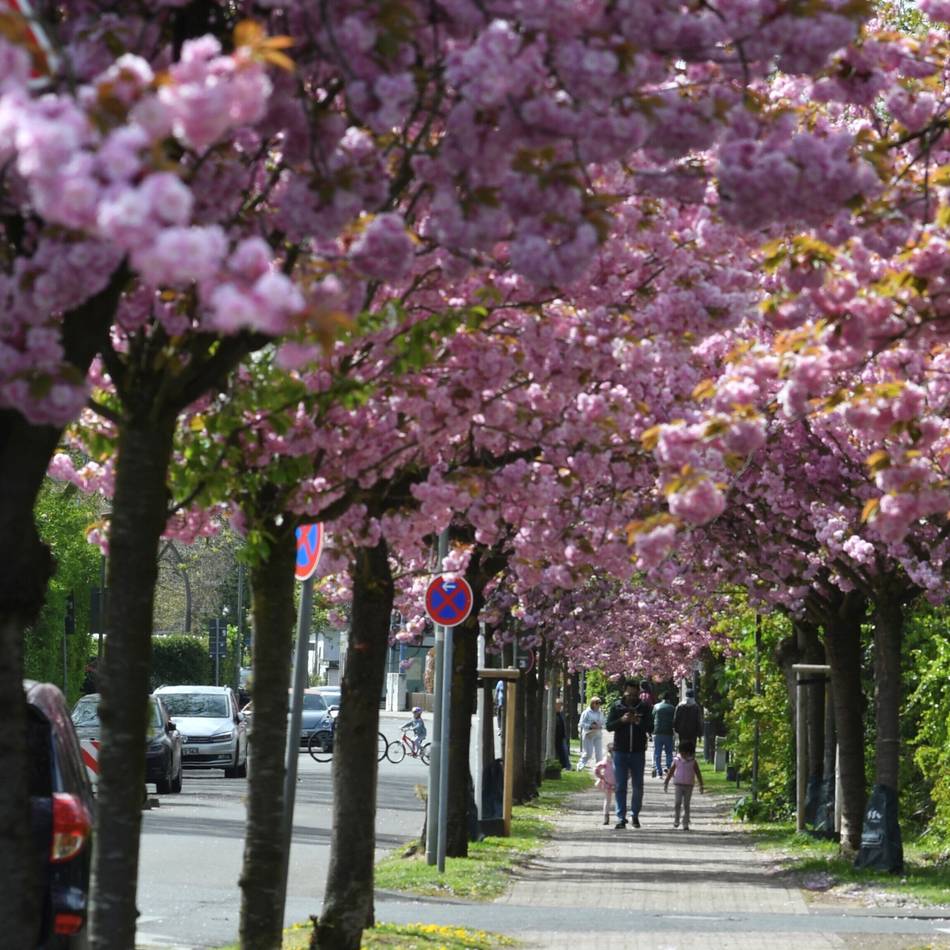 Kirschblüte ist in vollem Gange: Meerbusch blüht rosa