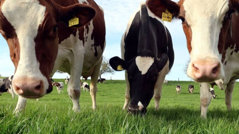 Tiere zwischen Aldekerk und Kempen: Kühe legen zeitweise den Niersexpress lahm