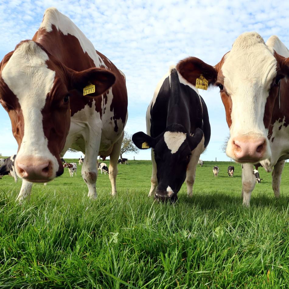 Tiere zwischen Aldekerk und Kempen: Kühe legen zeitweise den Niersexpress lahm