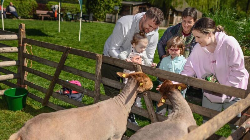 Tiere in Kleve bereit für den Sommer: So geht’s Schafen beim Frisör und bei der Pediküre
