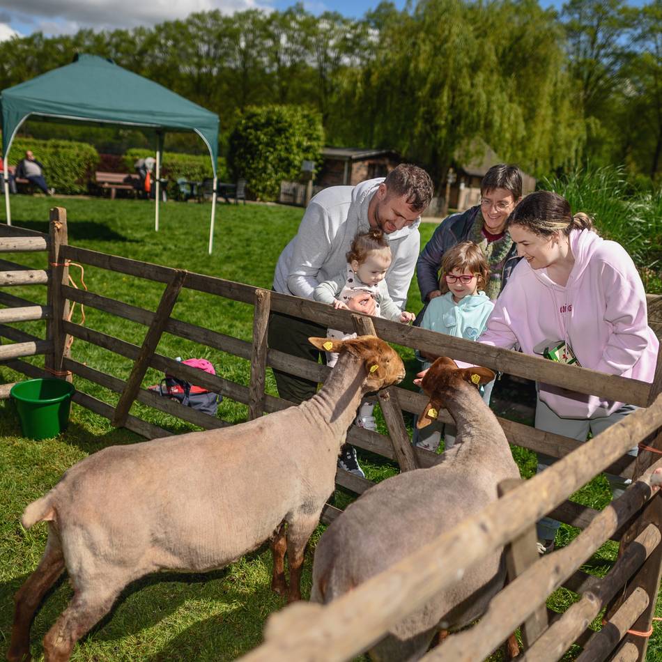 Tiere in Kleve bereit für den Sommer: So geht’s Schafen beim Frisör und bei der Pediküre