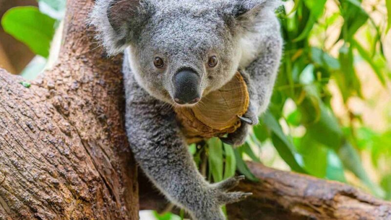Neuzugang am Kaiserberg: Dieses süße Koala-Weibchen ist bald im Duisburger Zoo zu sehen