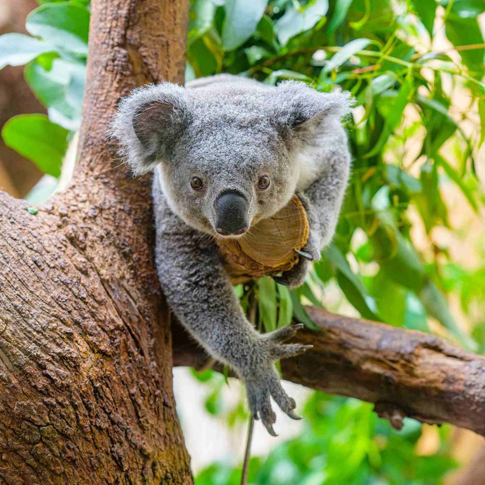 Neuzugang am Kaiserberg: Dieses süße Koala-Weibchen ist bald im Duisburger Zoo zu sehen