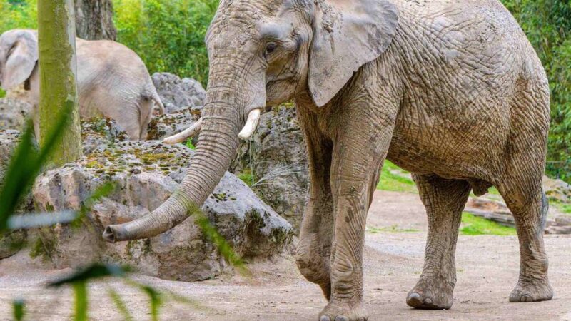 Ende einer Ära: Warum die Elefanten den Duisburger Zoo verlassen