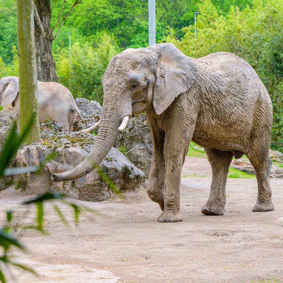 Ende einer Ära: Warum die Elefanten den Duisburger Zoo verlassen