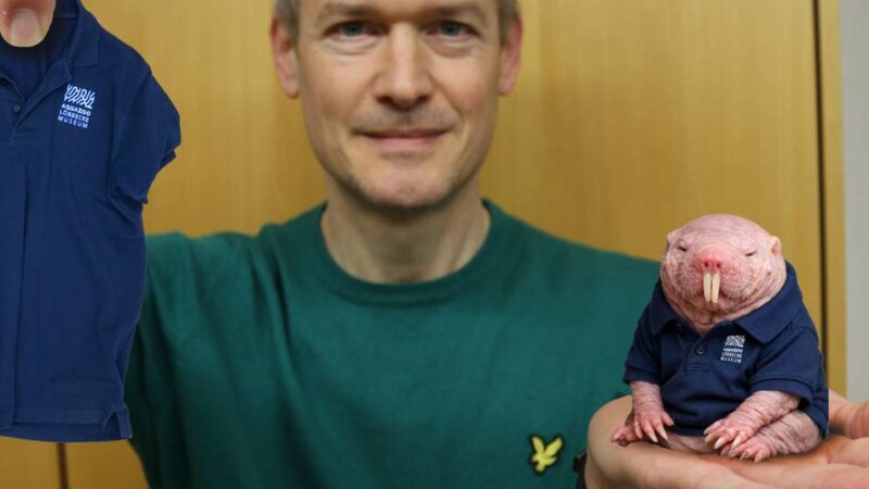 Von Aquazoo bis Universität: Seilrutsche zur Kirmes, Nacktmull-Eklat – die besten Aprilscherze aus Düsseldorf