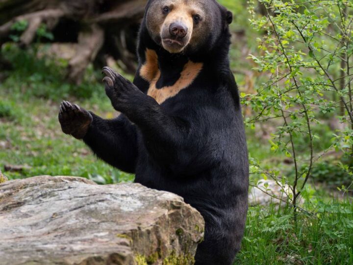 Zwischen den Niederlanden und Tschechien: Zoo-Austausch soll seltenen Malaienbären-Nachwuchs sichern