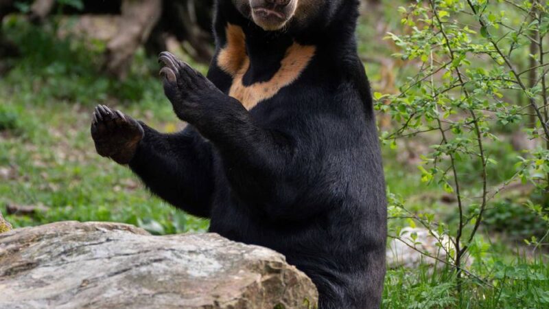 Zwischen den Niederlanden und Tschechien: Zoo-Austausch soll seltenen Malaienbären-Nachwuchs sichern