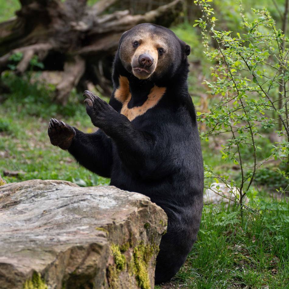 Zwischen den Niederlanden und Tschechien: Zoo-Austausch soll seltenen Malaienbären-Nachwuchs sichern