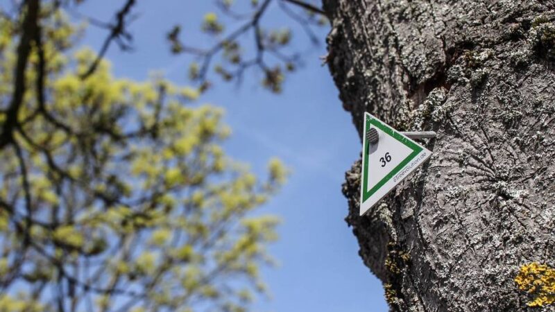 Grün in Grevenbroich: Warum jetzt fast alle Bäume in der Stadt ein „Nummernschild“ haben