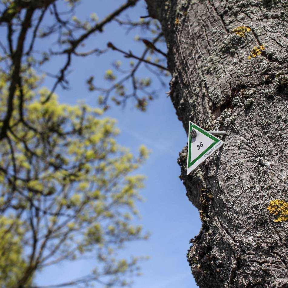 Grün in Grevenbroich: Warum jetzt fast alle Bäume in der Stadt ein „Nummernschild“ haben