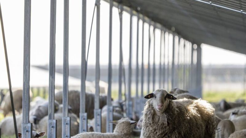 A44 bei Erkelenz: Schafe „mähen“ Rasen an Tagebau-Autobahn