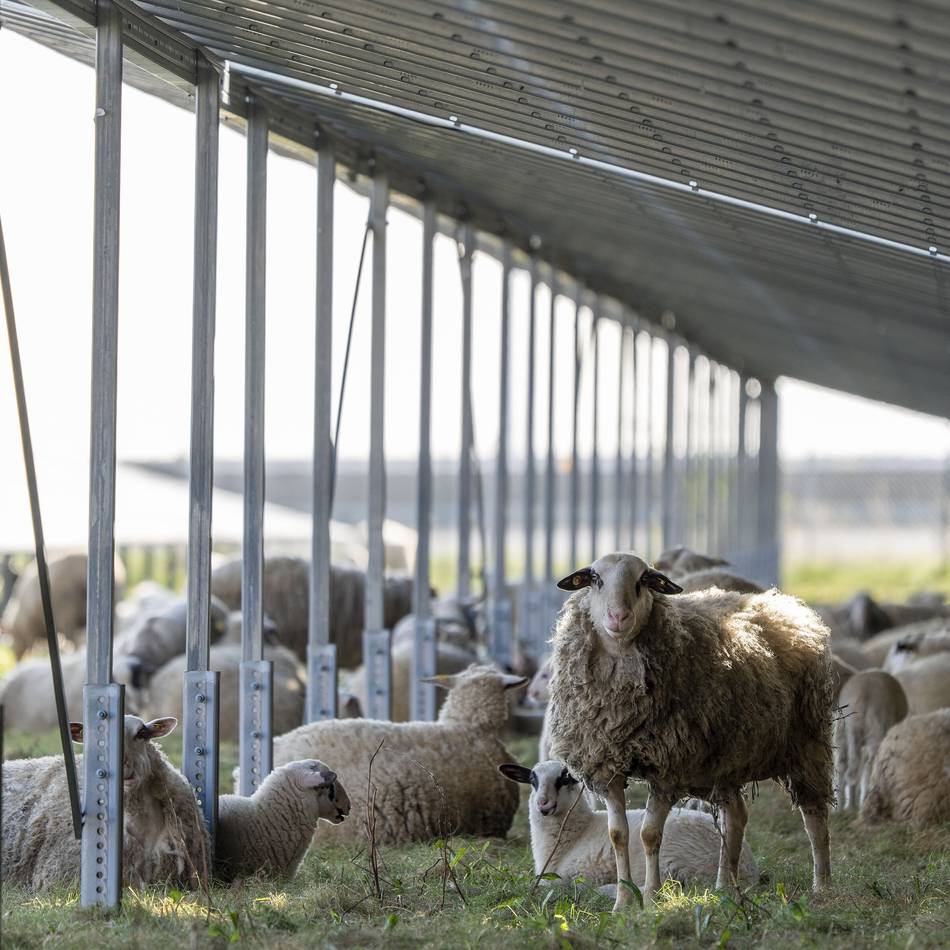 A44 bei Erkelenz: Schafe „mähen“ Rasen an Tagebau-Autobahn