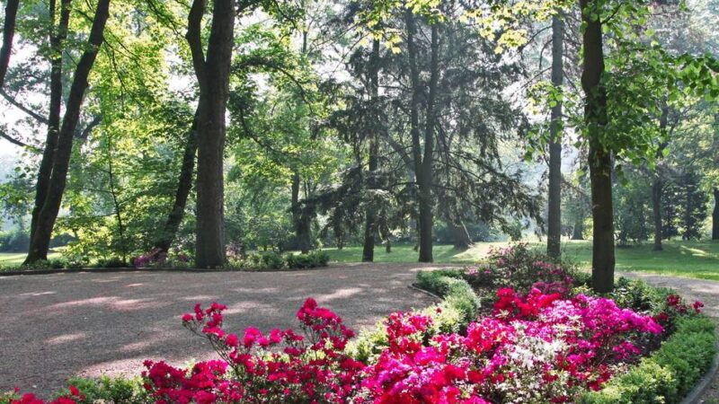 Widerstand gegen Fällungen in Moers: Bürgern fordern Entscheidung zu Schlosspark-Bäumen