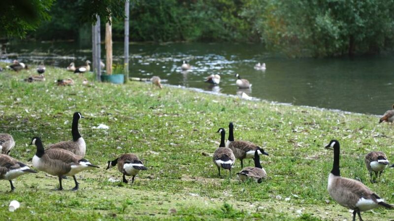 Grüner See in Ratingen: Stadt will gegen Wildgänse vorgehen