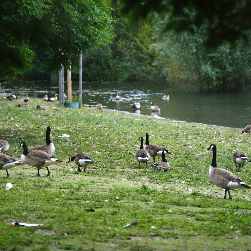 Grüner See in Ratingen: Stadt will gegen Wildgänse vorgehen