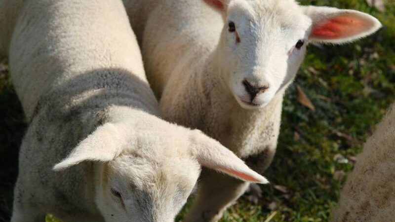 Flauschiges Hobby: Wer kann diesen Augen widerstehen?