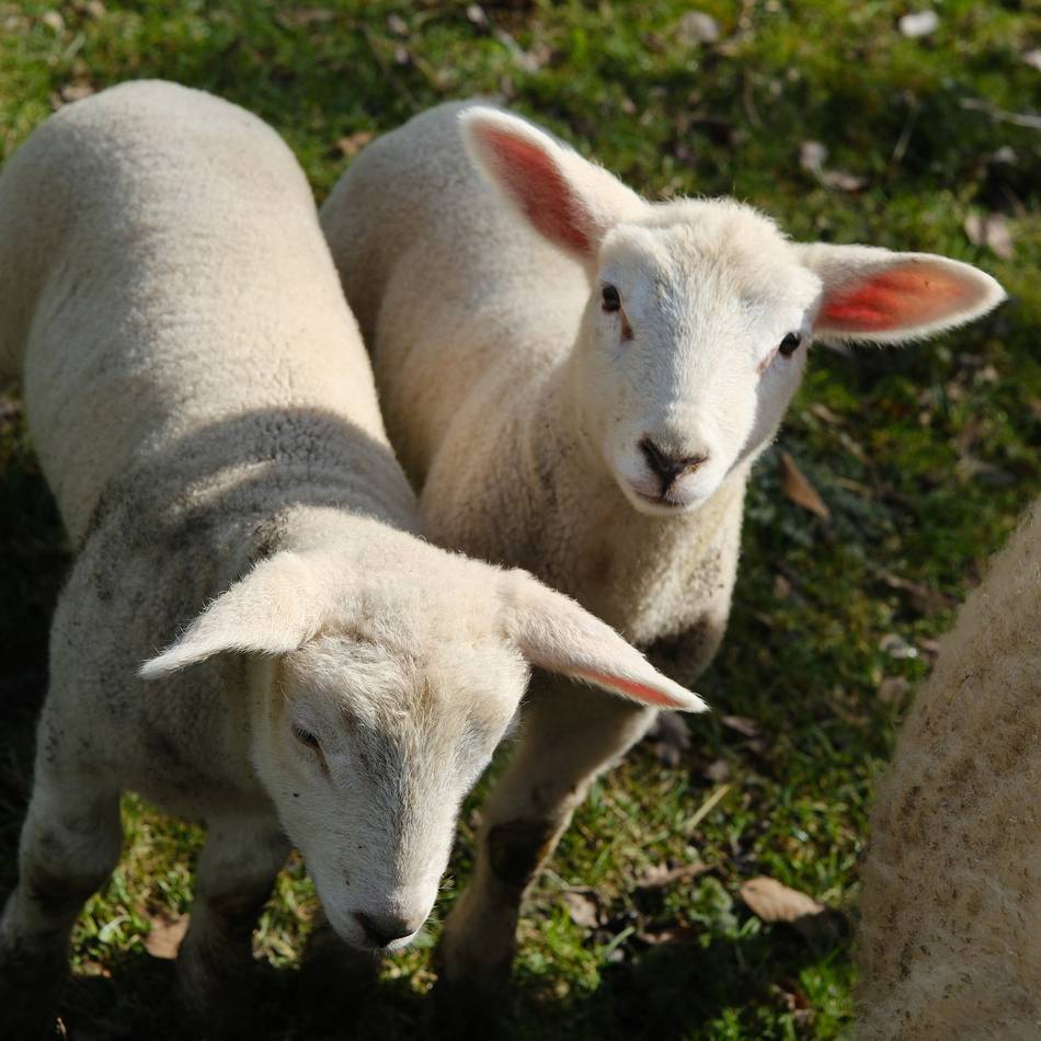 Flauschiges Hobby: Wer kann diesen Augen widerstehen?