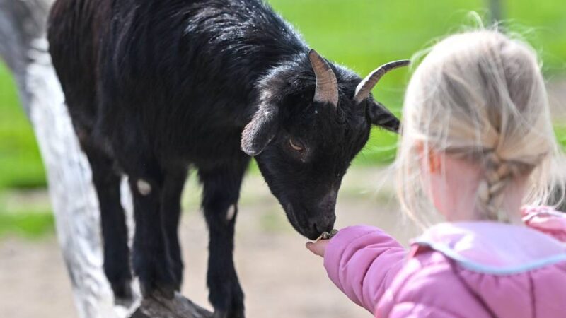Gewinnspiel zu 80 Jahre RP: Zum Jubiläum der RP – exklusive Führung im Tierpark Weeze