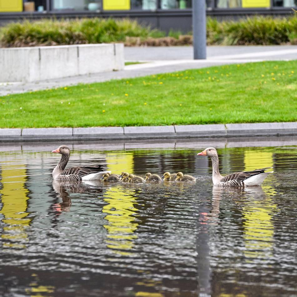 „Das ist mir neu“: Süße Nilgansküken am Niersforum in Geldern
