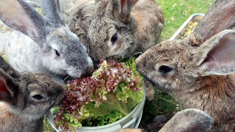 Ausflugstipps zum Fest: Auf zu Osterabenteuern in Leverkusen und Leichlingen