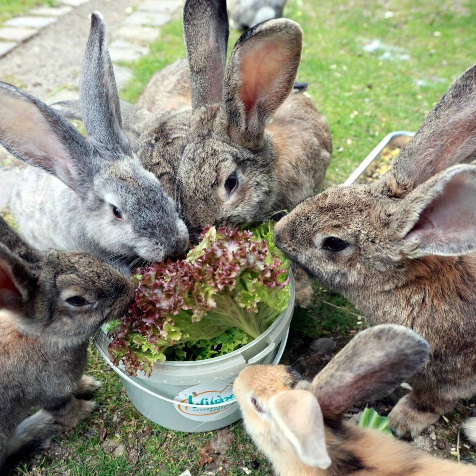 Ausflugstipps zum Fest: Auf zu Osterabenteuern in Leverkusen und Leichlingen