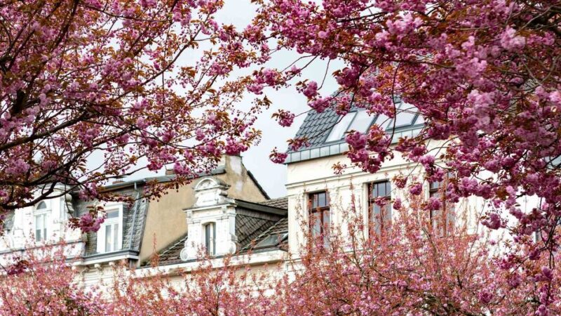 Kirschblüte 2026: Krefeld leuchtet pink