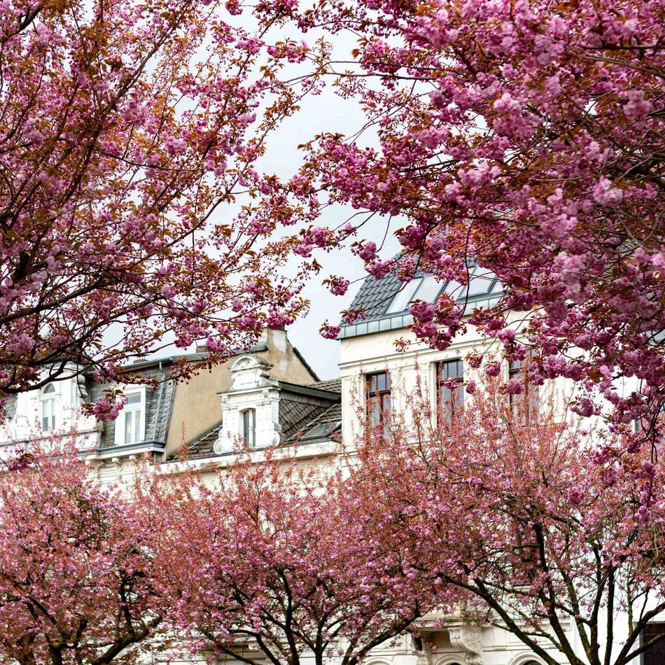 Kirschblüte 2026: Krefeld leuchtet pink