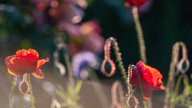 Naturnahe Gärten in Langenfeld: Mit der Pflanzentauschbörse Biodiversität stärken