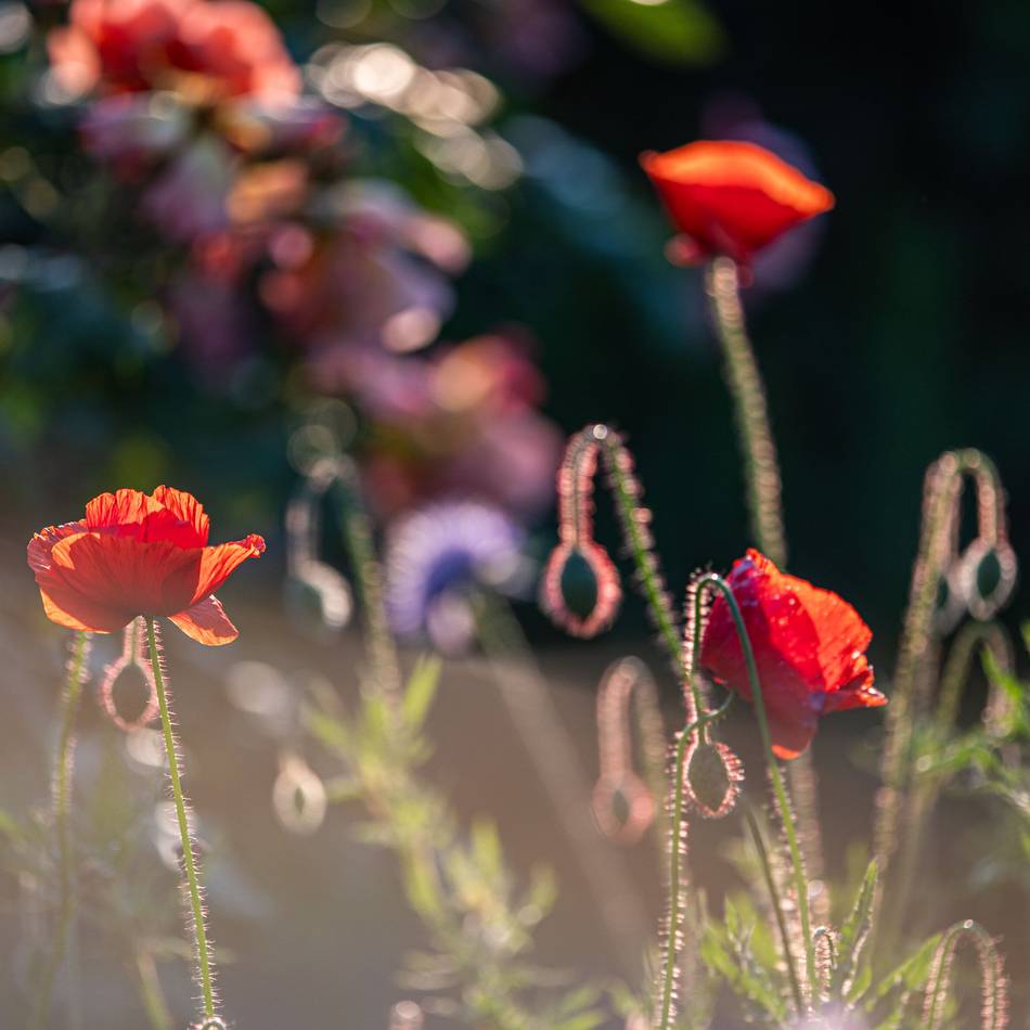 Naturnahe Gärten in Langenfeld: Mit der Pflanzentauschbörse Biodiversität stärken