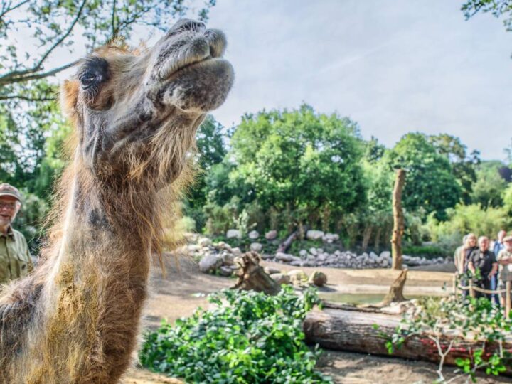 Streit um Zuschuss für Zoo: Beim Klever Tiergarten droht eine unbequeme Wahrheit