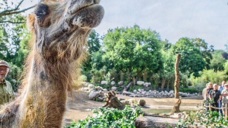 Streit um Zuschuss für Zoo: Beim Klever Tiergarten droht eine unbequeme Wahrheit