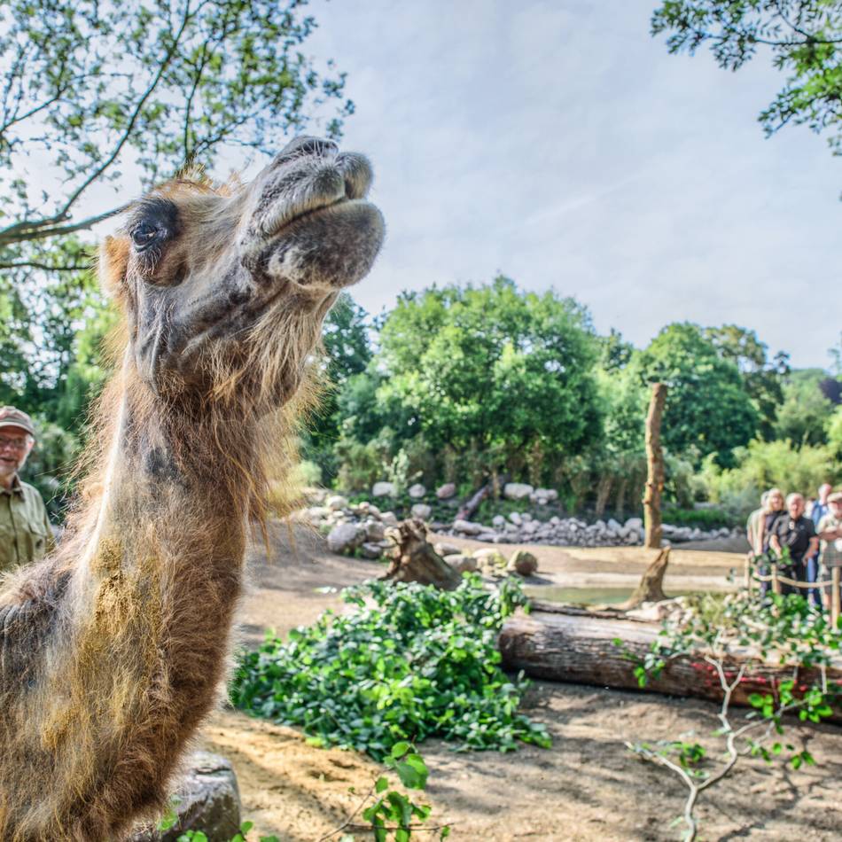 Streit um Zuschuss für Zoo: Beim Klever Tiergarten droht eine unbequeme Wahrheit