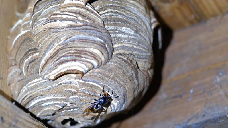 Gefahr für Bienen: Asiatische Hornisse bedroht Ratinger Bienenvölker