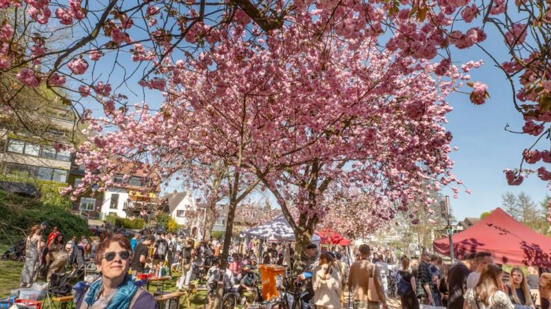 Frühlingsfest am Kermisdahl: Das Klever Kirschblütenfest wird in diesem Jahr noch größer