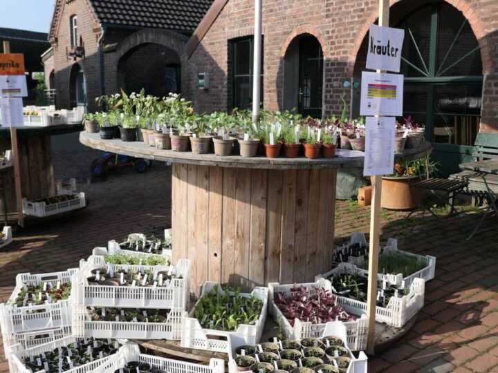 Jungpflanzenmarkt im Kreis Kleve: 8000 alte Gemüsesorten warten auf Hobbygärtner