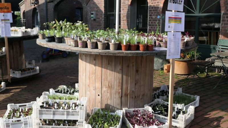 Jungpflanzenmarkt im Kreis Kleve: 8000 alte Gemüsesorten warten auf Hobbygärtner