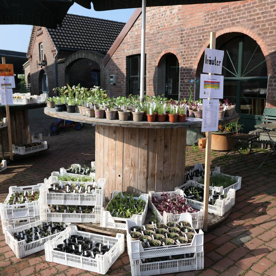 Jungpflanzenmarkt im Kreis Kleve: 8000 alte Gemüsesorten warten auf Hobbygärtner