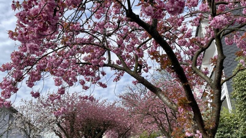 „Foto der Woche“ aus Wermelskirchen: Kirschblüte steht in voller Pracht