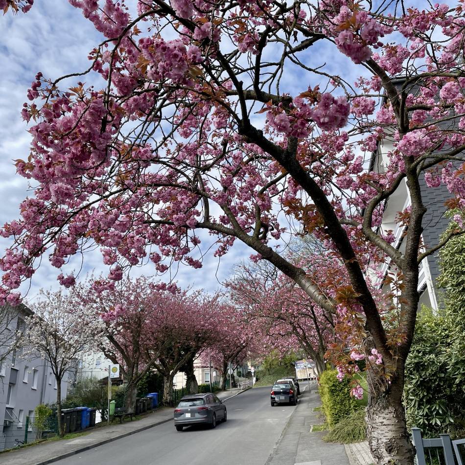 „Foto der Woche“ aus Wermelskirchen: Kirschblüte steht in voller Pracht