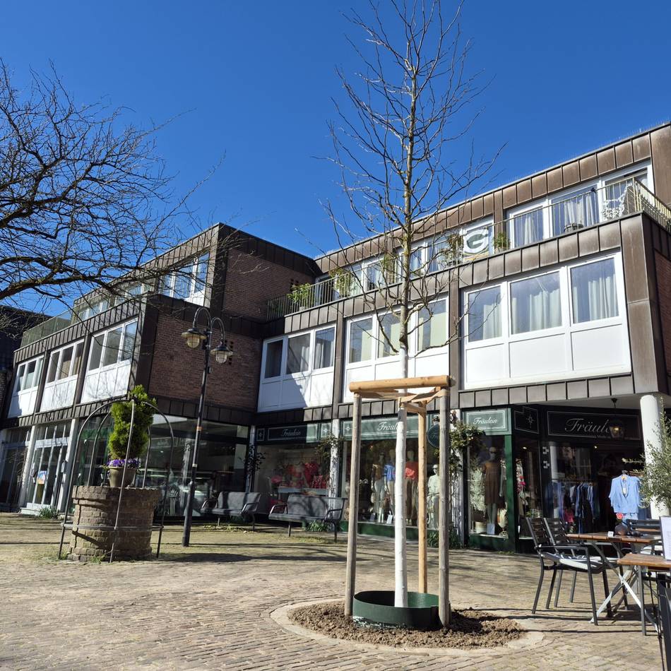 Junge Bäume für gefällte Linde: Ersatzpflanzung sorgt für neuen Ärger in Lank-Latum