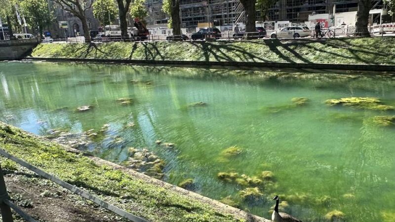 Königsallee in Düsseldorf: Warum das Wasser im Kö-Graben plötzlich türkisblau schimmert