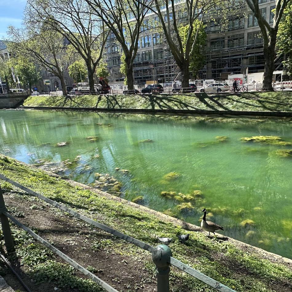 Königsallee in Düsseldorf: Warum das Wasser im Kö-Graben plötzlich türkisblau schimmert