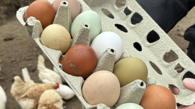 Superfood in Grevenbroich: Vom Hühnerstall ins Fitnessstudio – Eier nicht nur an Ostern beliebt